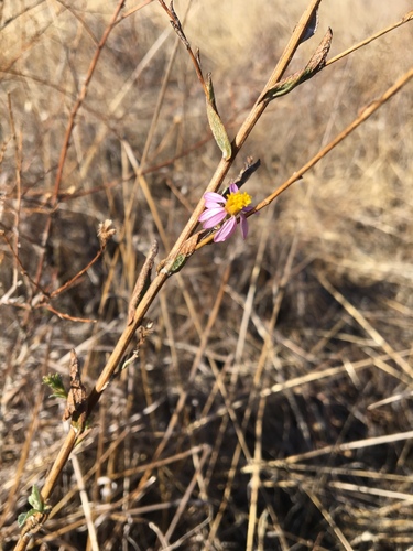 iNaturalist observation photo of California Aster