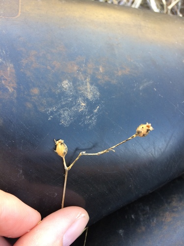 iNaturalist observation photo of flowering plants