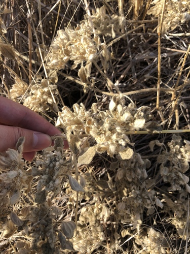 iNaturalist observation photo of turkey mullein