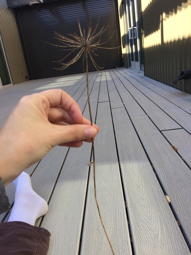 iNaturalist observation photo of goldenstar