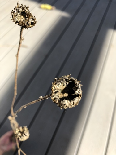 iNaturalist observation photo of Sunflowers, Daisies, Asters, and Allies