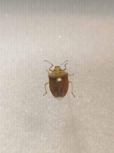 iNaturalist observation photo of Stink Bugs