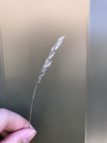 iNaturalist observation photo of grasses