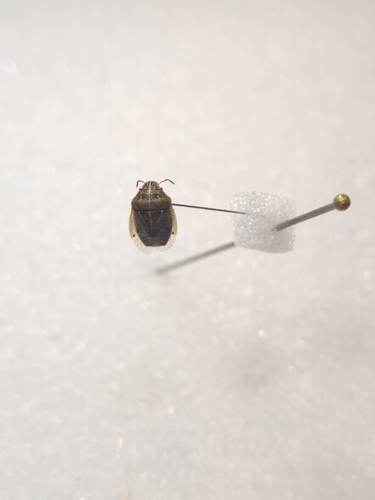 iNaturalist observation photo of Neottiglossa undata