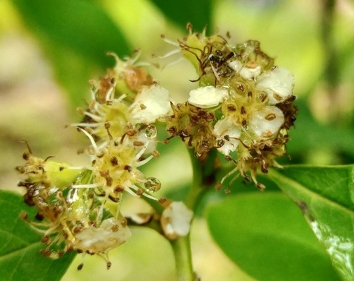 Cotoneaster bacillaris