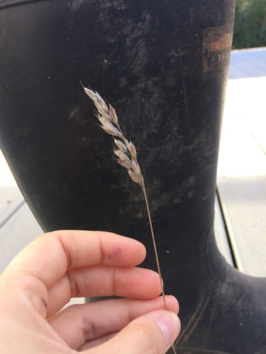 iNaturalist observation photo of grasses