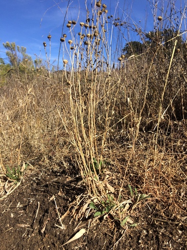 iNaturalist observation photo of Sunflowers, Daisies, Asters, and Allies