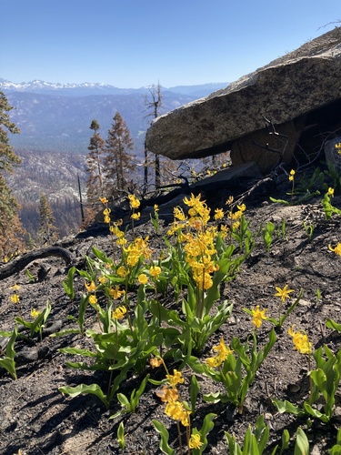 manyflower fawnlily (Erythronium pluriflorum)