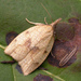 Mosaic Sparganothis Moth - Photo (c) David Beadle, all rights reserved, uploaded by David Beadle