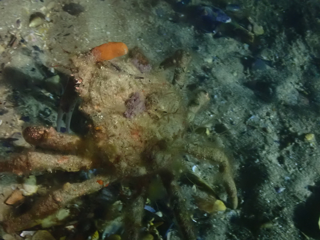 Great spider crab from Rye pier, VIC on March 19, 2021 by Dr Elodie