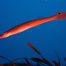 長體管頜魚 - Photo 由 Dr Elodie Camprasse 所上傳的 (c) Dr Elodie Camprasse，保留所有權利