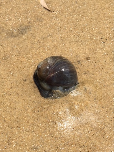 Sordid Moon Snail