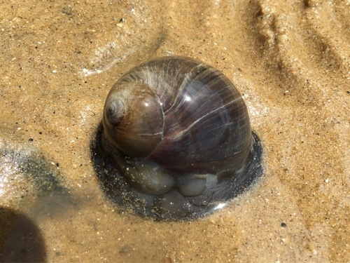 Sordid Moon Snail