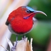 Crimson Sunbird - Photo (c) Jagdish Singh Negi, all rights reserved, uploaded by Jagdish Singh Negi