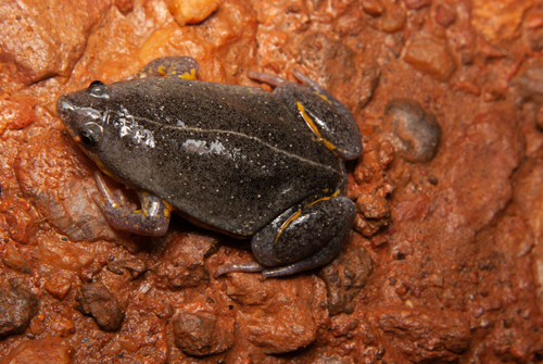 Elachistocleis carvalhoi · iNaturalist