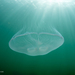 Moon Jelly - Photo (c) Poul Erik Rasmussen, all rights reserved, uploaded by Poul Erik Rasmussen