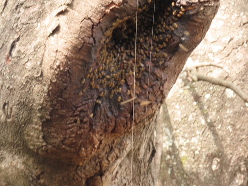 Western Honey Bee