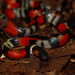 Guibe's Flame Snake - Photo (c) Rodrigo Tinoco, all rights reserved, uploaded by Rodrigo Tinoco