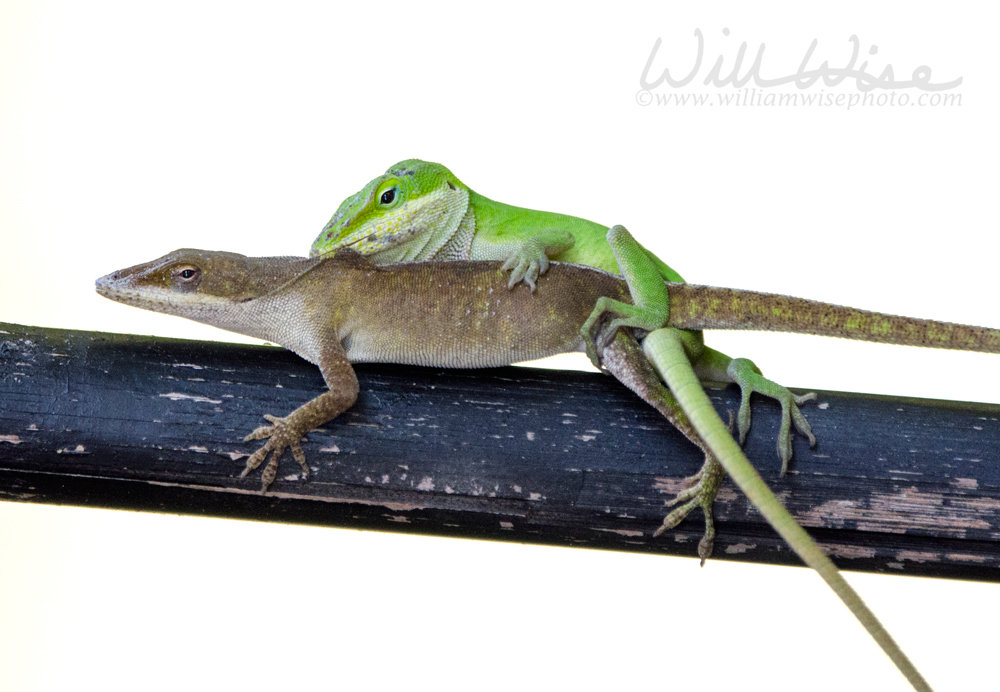 Green Anole