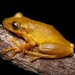 Maracas Snouted Tree Frog - Photo (c) Rodrigo Tinoco, all rights reserved, uploaded by Rodrigo Tinoco