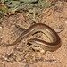 Chalcides mionecton - Photo (c) Christian Langner, todos os direitos reservados, uploaded by Christian Langner
