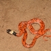 Troschel's Pampas Snake - Photo (c) Esteban Alzate Basto, all rights reserved, uploaded by Esteban Alzate Basto