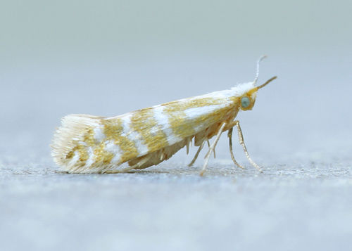 Argyresthia aureoargentella Brower, 1953