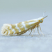 Argyresthia aureoargentella - Photo (c) Michael King, all rights reserved, uploaded by Michael King