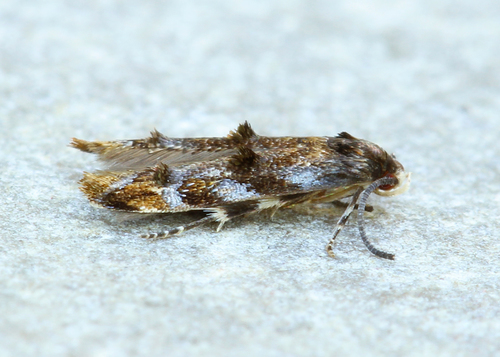 Mompha luciferella