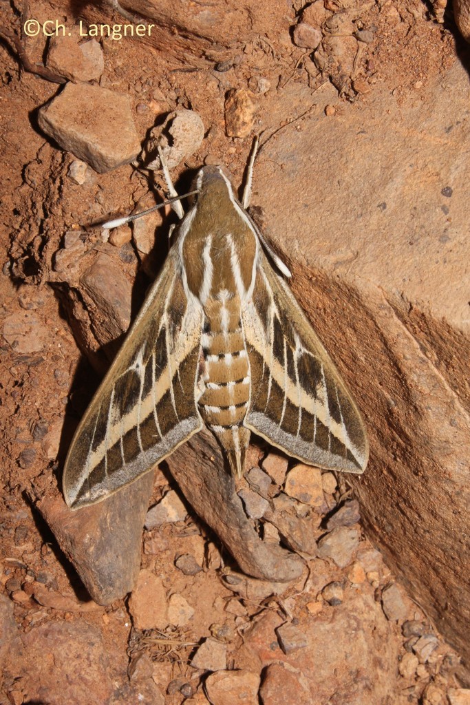 Striped hawk-moth: Hyles livornica - A birthday sphinx (Sphingidae) 