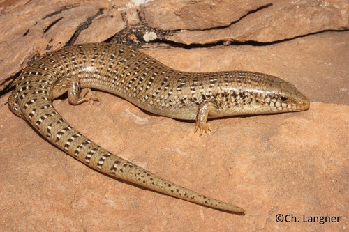 Ocellated Bronze Skink