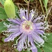 Purple Passionflower - Photo (c) Lang Alford, all rights reserved, uploaded by Lang Alford