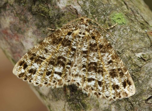 Orthofidonia tinctaria (Walker, 1860)