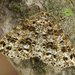 Orthofidonia tinctaria - Photo (c) David Beadle, todos os direitos reservados, uploaded by David Beadle