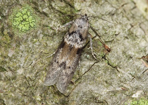 Asaphocrita busckiella