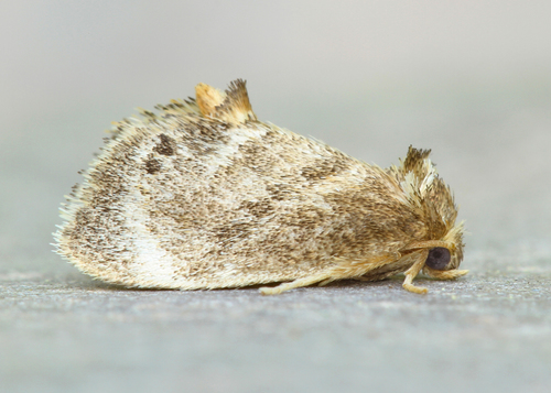 Packardia elegans (Packard, 1864)