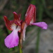 Pink-butterfly Orchid - Photo (c) Raniero Panfili, all rights reserved, uploaded by Raniero Panfili