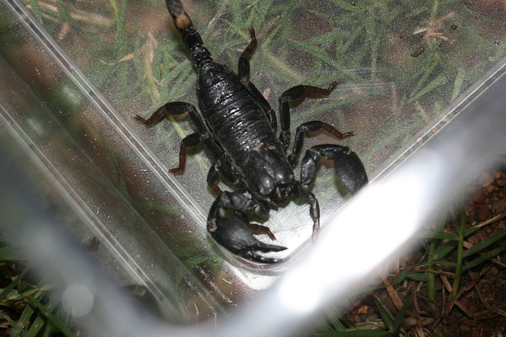 Scorpionoidea from Mpulungu, Sambia on April 8, 2012 at 01:20 PM by ...