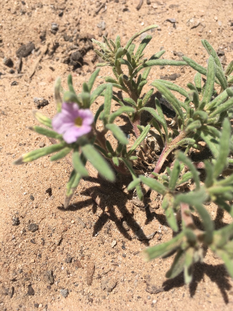 purple-mat-from-32nd-st-se-rio-rancho-nm-us-on-may-12-2021-at-01-48