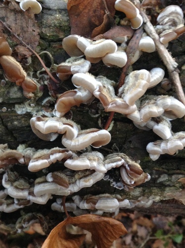 Tripe Fungus