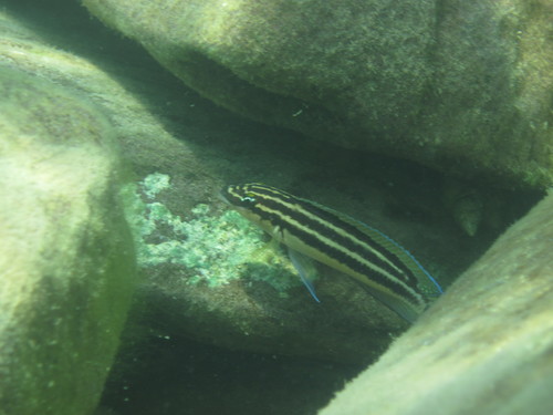 Julidochromis