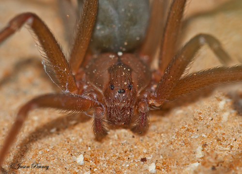 Texas Recluse