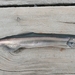 Atlantic Capelin - Photo (c) William Dulac, all rights reserved, uploaded by William Dulac