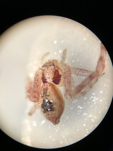 iNaturalist observation photo of Thomisinae