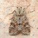Bordered Apamea Moth - Photo (c) Michael King, all rights reserved, uploaded by Michael H. King