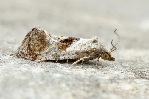 Cochylichroa temerana