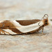 Half-oval Leaffolder Moth - Photo (c) David Beadle, all rights reserved, uploaded by David Beadle