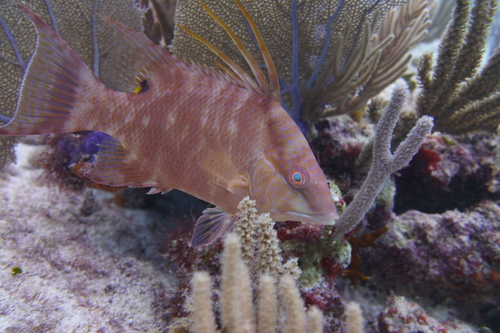 Hogfish