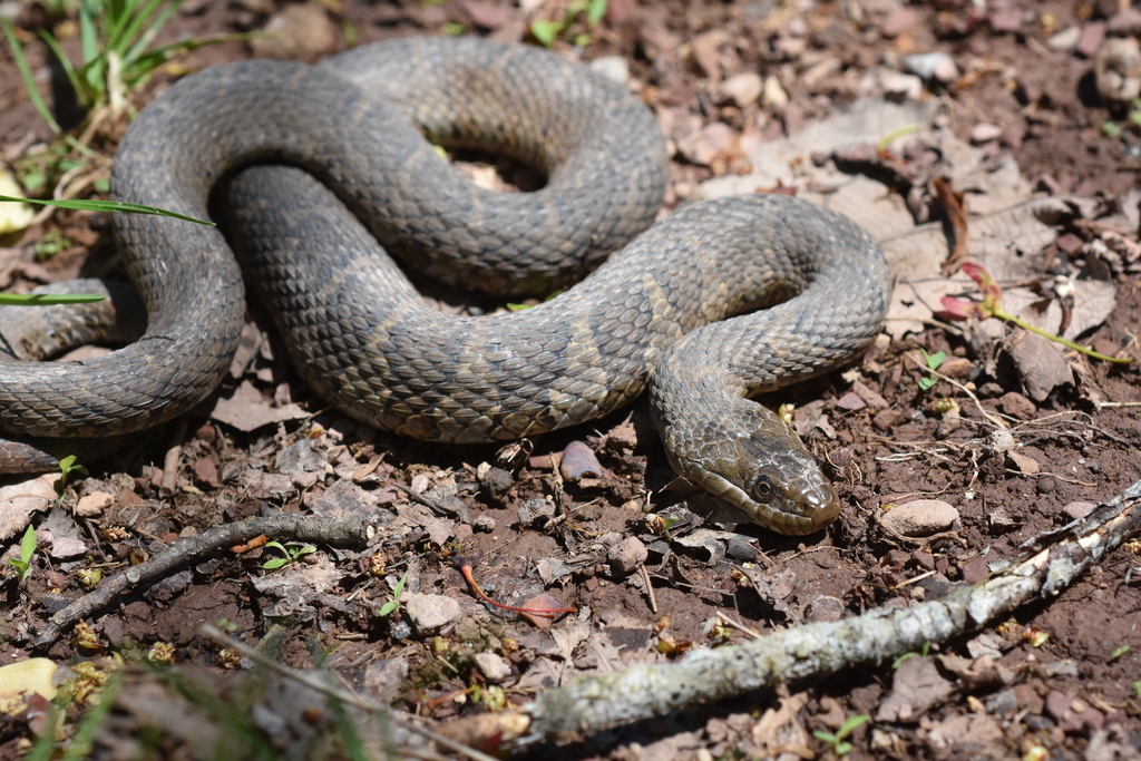 Northern Watersnake from Smyth County, VA, USA on May 11, 2021 at 01:22 ...