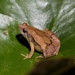 小雨蛙 - Photo 由 NewbieL 所上傳的 (c) NewbieL，保留所有權利